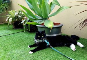 pet shipping near me