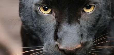 Gradlyn Petshipping Header Tiertransport schwarzer Jaguar Zoo