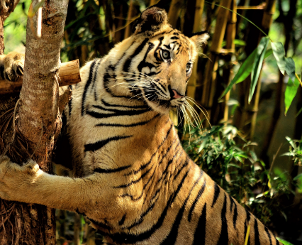 Gradlyn Petshipping Teaser Tiertransport roter tiger