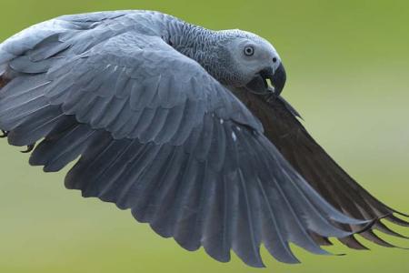 African grey parrot flies from Frankfurt to Chicago